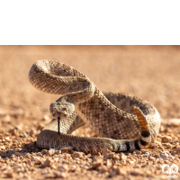 خانواده افعی‌ها Family Viperidae